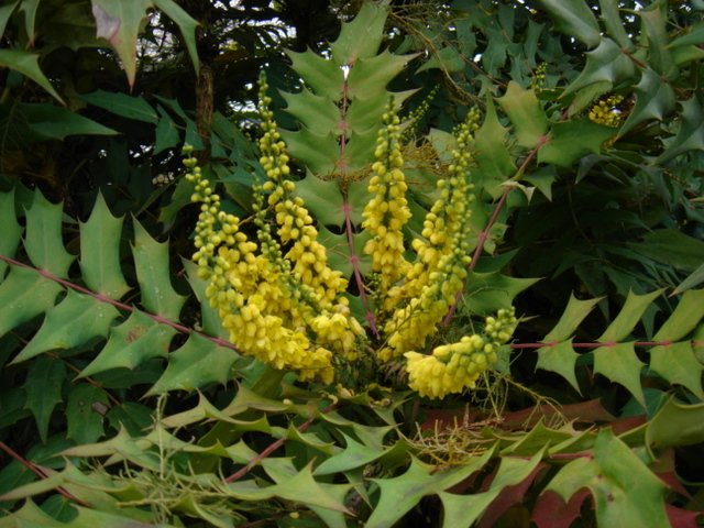 Mahonia bealei P9
